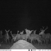 Zimne prikrmovanie ma svoje čaro