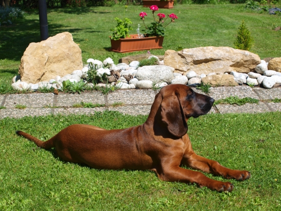 Moja farbiarka