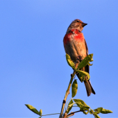 stehlík čečetavý