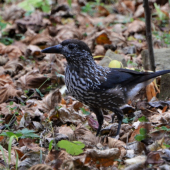 orešnica perlovaná