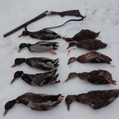 Čo rana to výstrel ...