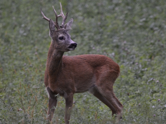 Z rodu vyjímečných.