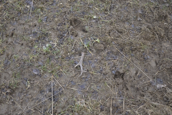 Málem ne něho šlápl.