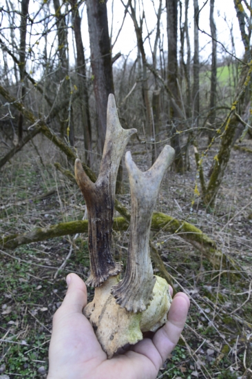 Hodně starý srnec.