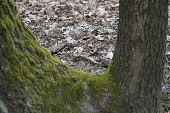 Ze zvyku jsem se ohlédl.