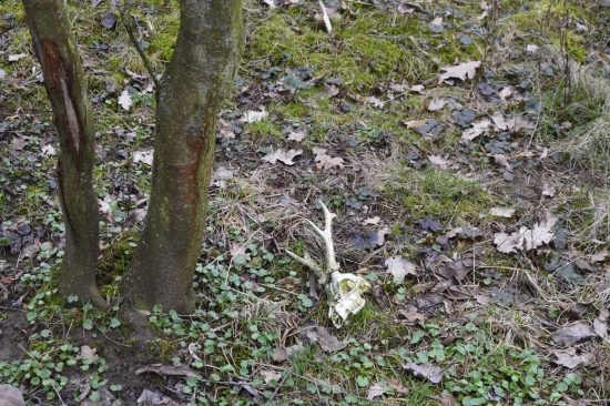 Letos je jich hodně.