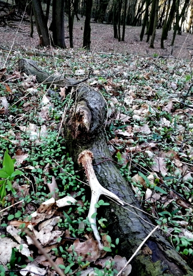 Málem jsem měl zástavu.