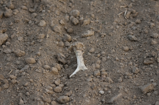 Doufám,že je celý.