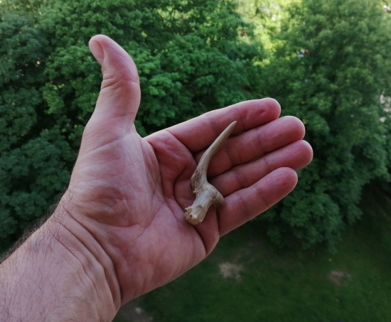 Včerejší kláda :-)