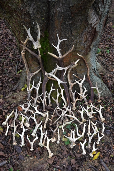 2019.72 ks srnčích z toho 3 páry 5 jeleních.