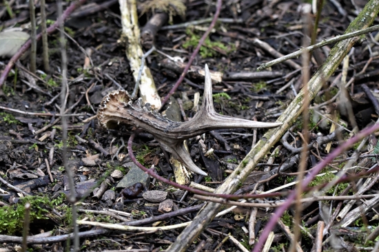 V ostružinovém tunelu.
