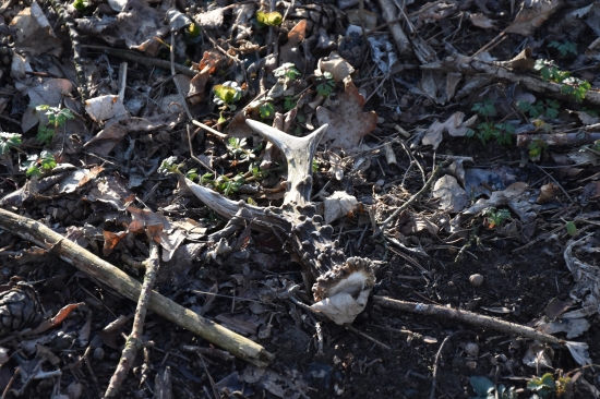 Zem se zachvěla:-))