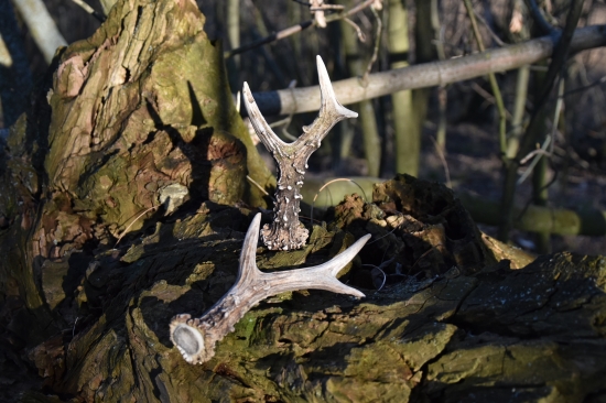 24 a 21 cm pár metrů od sebe.