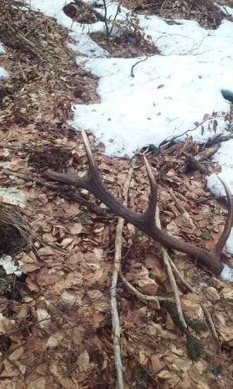 Starý jelen ale jari,