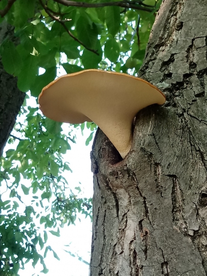 v diere orecha........