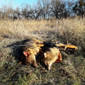 Ťahajú sa k nám migranti .(Šakal)