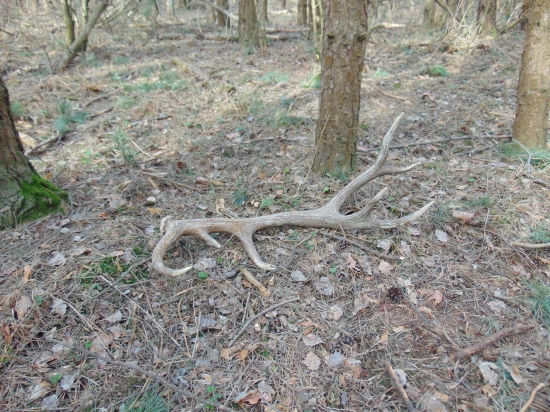 kamarát mal štastie