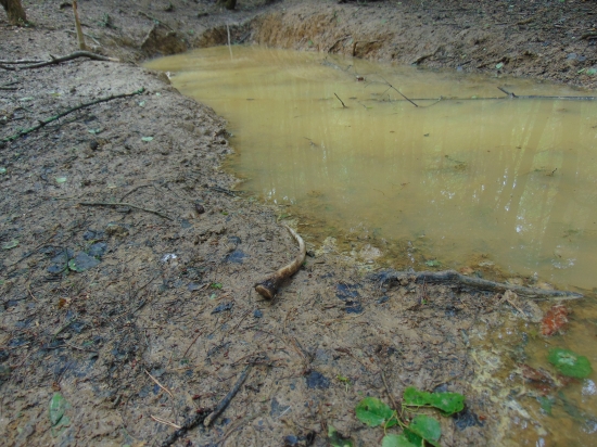 špicer pri napájadle