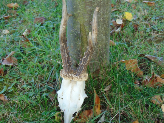 srnec,už po uprave.