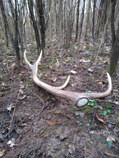 Na jeleňom chodníčku