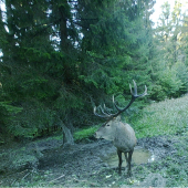 polovičný krááľ