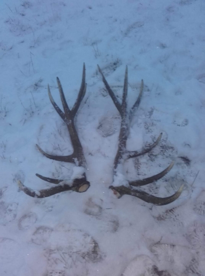 Repkače z brieždenia