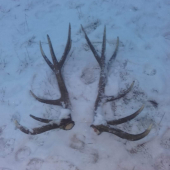 Repkače z brieždenia