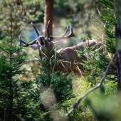 Rozbúchať srdiečko...