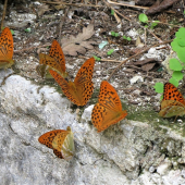 perlovce