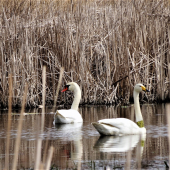 S rôznym priezviskom