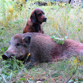 Úspešná dohľadávka