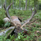 Jelen z ČERGOVA 2019