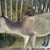 Jelenice na kontrole..