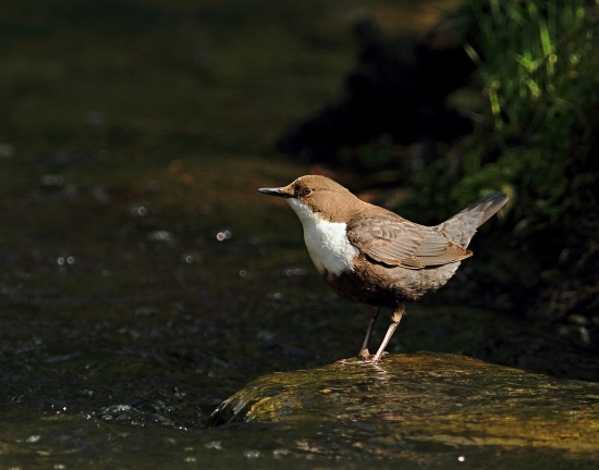 Vodnár potočný (Cinclus cinclus)