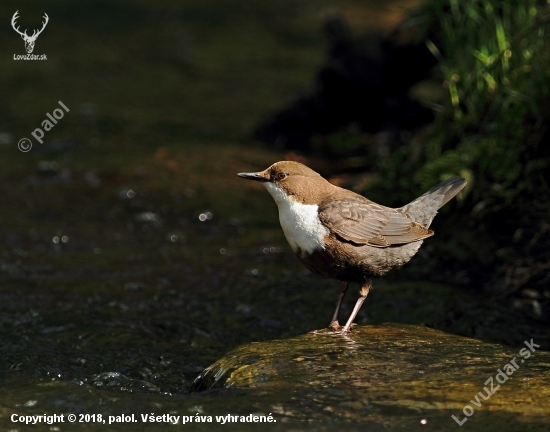 Vodnár potočný (Cinclus cinclus)