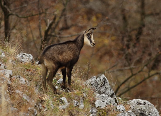 Rupicapra rupicapra