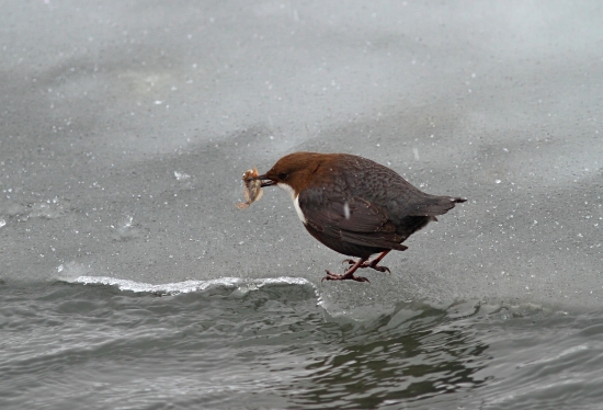 Vodnár potočný (Cinclus cinclus)_s obživou
