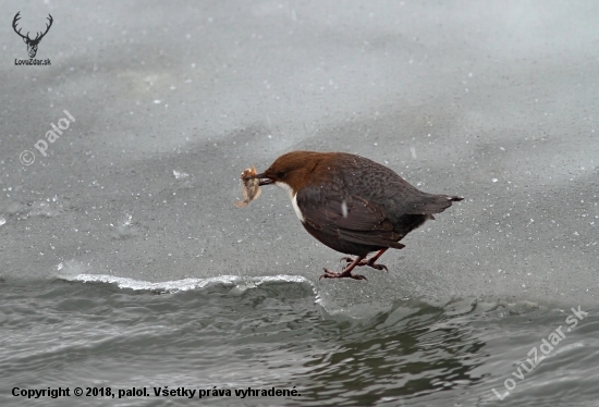 Vodnár potočný (Cinclus cinclus)_s obživou