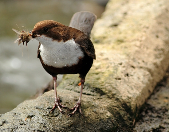 Vodnár potočný (Cinclus cinclus)