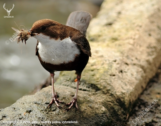 Vodnár potočný (Cinclus cinclus)