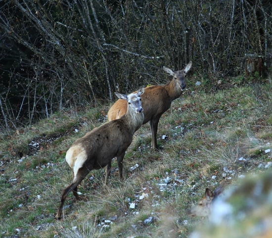Stará dáma