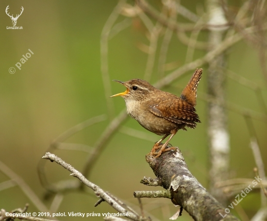 Oriešok obyčajný - Troglodytes troglodytes