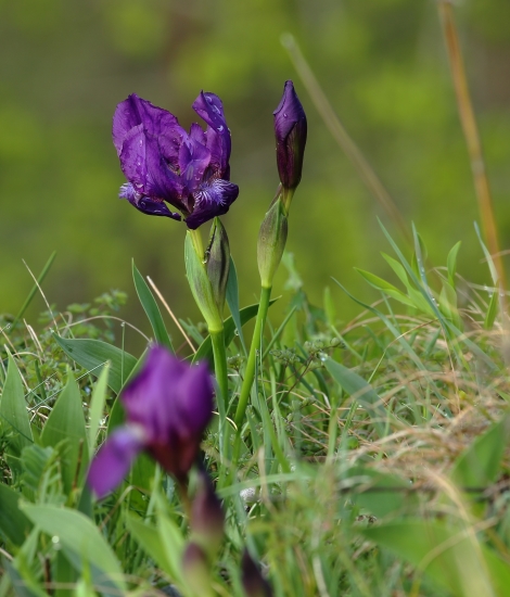 Kosatec bezlistý uhorský