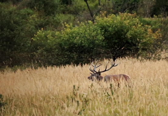 Ruja_9/2019_Dok.