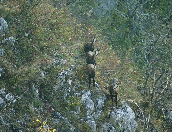 Priamo hľaď!