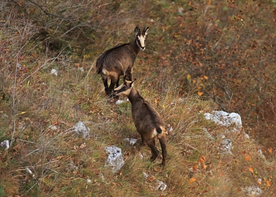 Pomaly to začne/1