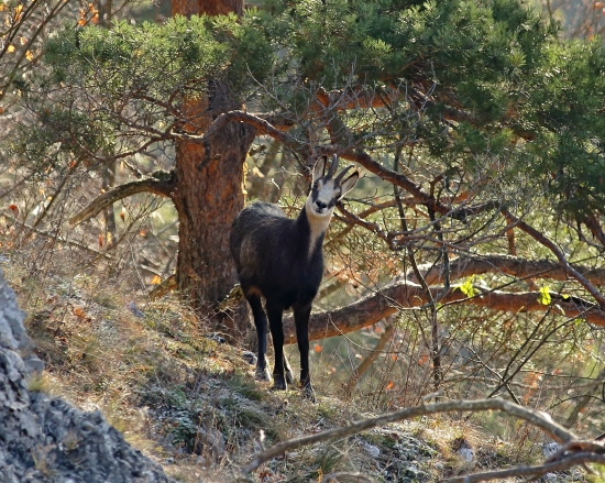 Rupicapra