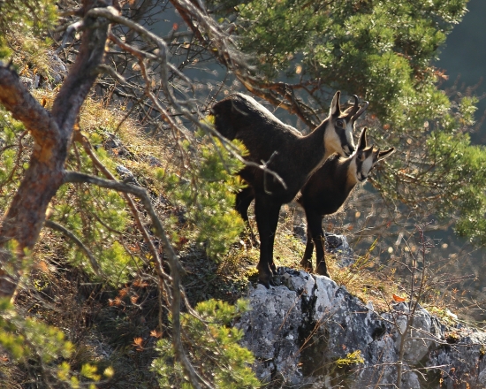 Rupicapra_Starostivá mamka