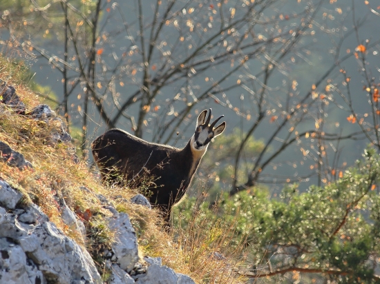 Rupicapra_zvedavá