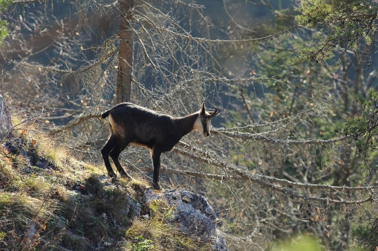 Rupicapra_na slniečku